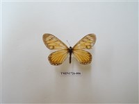 藏品(苧麻珍蝶)的圖片